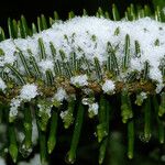Abies fraseri Delienn