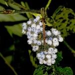 Psychotria pilosa Flower