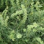 Ambrosia tenuifolia Hoja