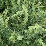 Ambrosia tenuifolia Blad