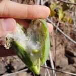 Cochlospermum regium Fruit