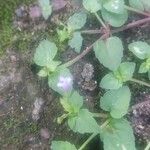 Torenia crustacea Flower