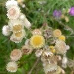 Helichrysum foetidumFlower