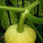 Cucurbita maxima Frukt