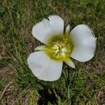 Calochortus gunnisonii Λουλούδι