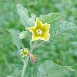 Physalis viscosa Blüte