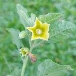 Physalis viscosa Flor