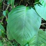 Philodendron davidsonii Leaf