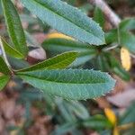 Berberis julianae Leaf