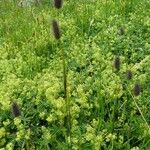 Phleum alpinum Fleur