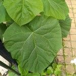 Dombeya burgessiae 葉