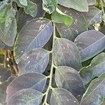 Sauropus androgynus Leaf