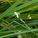 Veronica scutellata Floare