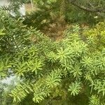 Podocarpus totara पत्ता