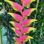 Heliconia pendula Цвят