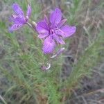 Epilobium dodonaeiKvet