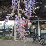 Wisteria sinensisBlodyn