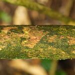 Dalbergiella welwitschii Corteza