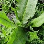 Rumex obtusifolius Blad