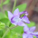 Trichostema dichotomum Kvet