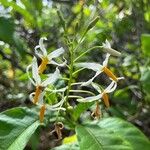 Solanum bahamense Fiore