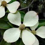 Cornus kousaFlor