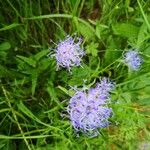 Phyteuma charmelii Fleur