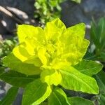 Euphorbia verrucosa Flower