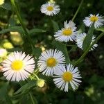 Erigeron annuus പുഷ്പം