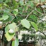 Alnus cordata Fuelha