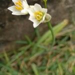 Nothoscordum bivalve Blomma