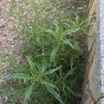 Amaranthus muricatus Tervik taim