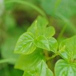 Peperomia pellucida Leaf