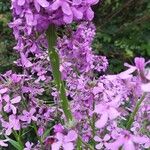 Hesperis matronalisFlower