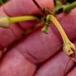 Ipomoea carnea Frucht