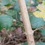 Acer campestre Žievė