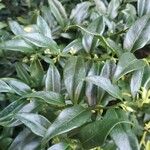 Sarcococca pruniformis Fuelha