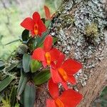 Cattleya wittigiana Flor