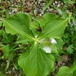 Trillium rugelii Leaf