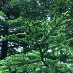 Abies homolepis Lapas