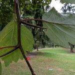 Crataegus mollis पत्ता