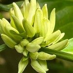 Coffea abbayesii Lorea