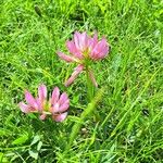 Trifolium alpinum花