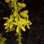 Guilandina bonduc Floro
