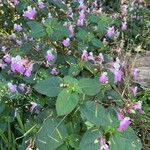 Impatiens balfourii Habit