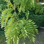 Gleditsia triacanthosLeaf