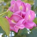 Robinia hispida Flower