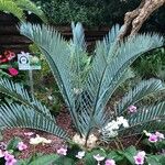 Encephalartos lehmannii Hoja