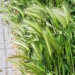 Hordeum murinum 整株植物