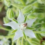 Borago officinalisBlomst